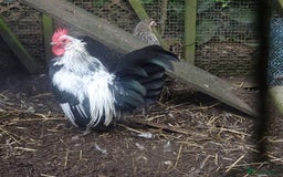 Chickens poultry for sale: cockerels - Image 3