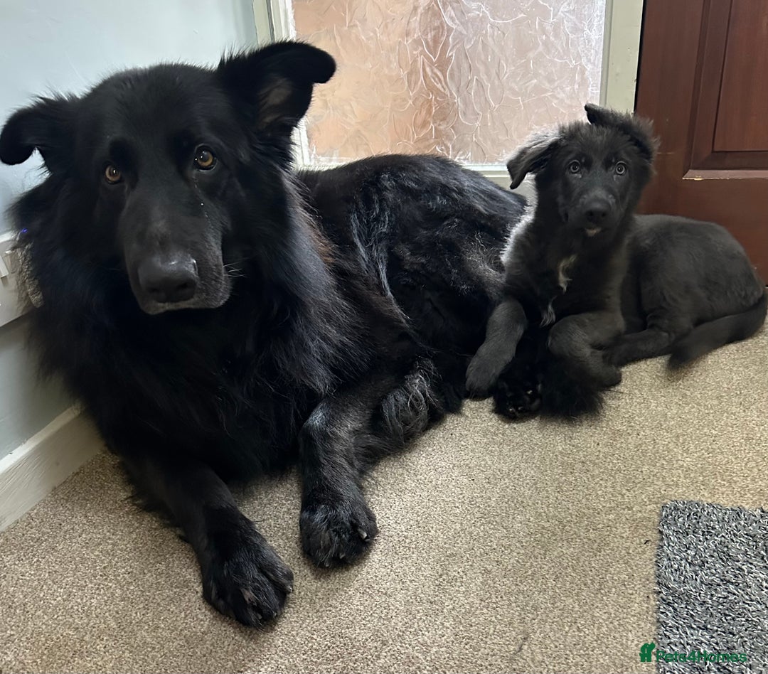 German Shepherd dogs for sale: Beautiful Blue and Black GSD puppies - Advert 11