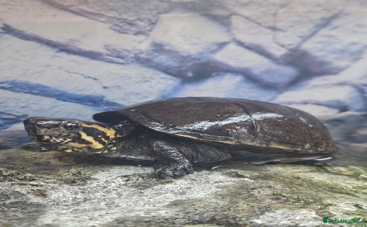 Turtle reptiles - Advert 1