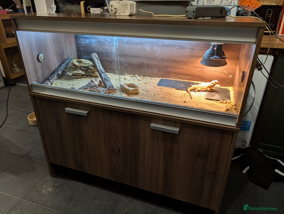 Bearded Dragon reptiles for sale: Baby bearded dragon with 4ft set up - Image 4