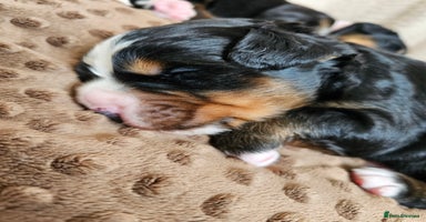 Bernese Mountain Dog dogs - Advert 5