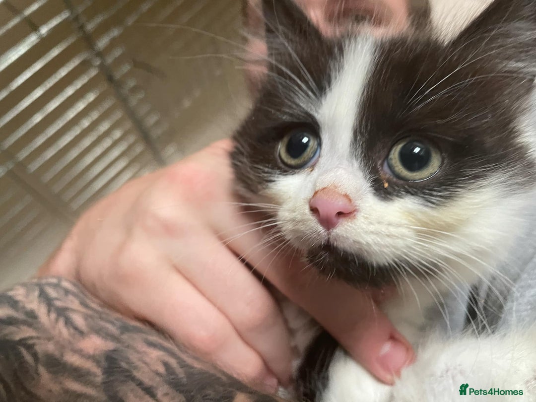 Mixed Breed cats for sale: 2 fluffy and playful kittens  - Image 3