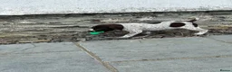 German Shorthaired Pointer dogs for sale: ! Ready now !  - Advert 14