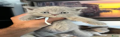 British Shorthair 2