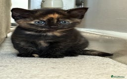 British Shorthair cats for sale: 3 lovely kittens soon tobe ready for forever homes - Image 4
