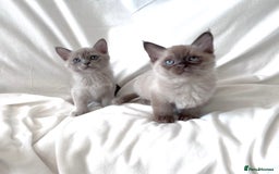 Burmese cats for sale: Stunning Show Quality Kittens - Image 8