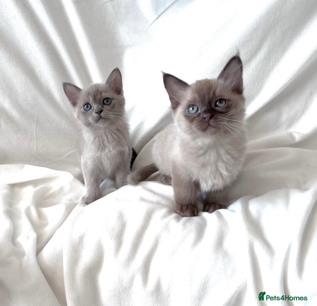 Burmese cats for sale: Stunning Show Quality Kittens - Image 8