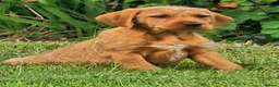 Mixed Breed dogs for sale: ALL REHOMED Vizslador Puppies  - Advert 8