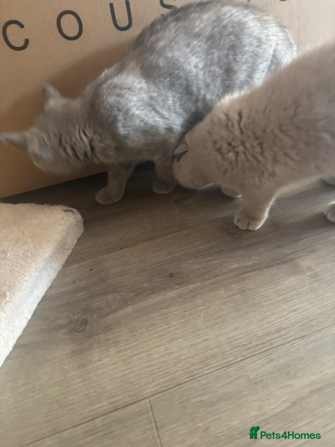 British Shorthair cats for sale: 2  GCCF’ reg BSH torties  - Advert 11