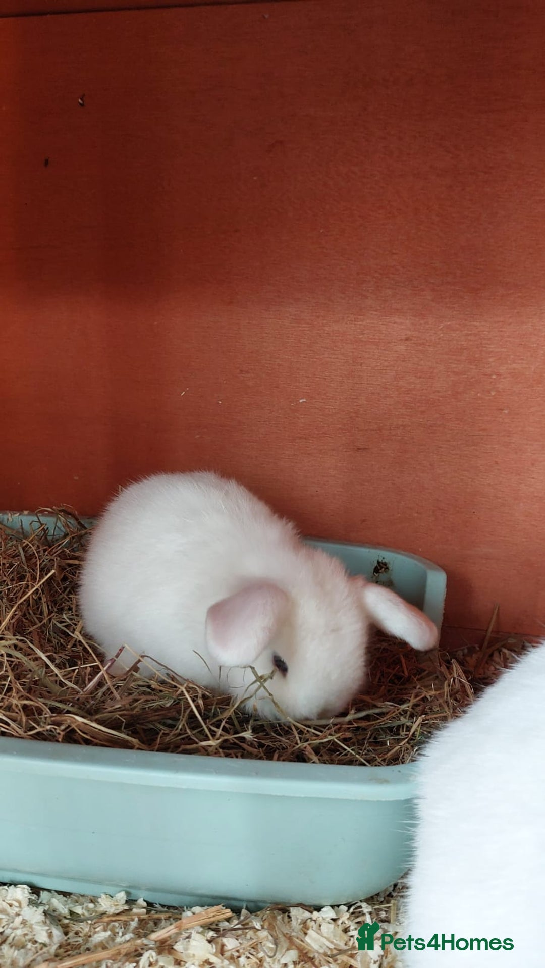Mini Lop rabbits for sale: ❤️Purebread mini lops for sale❤️ - Advert 12