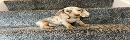 Miniature Dachshund dogs for sale: LONGHAIRED MINIATURE DAXIES READY NOW - Advert 8