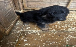 German Shepherd dogs for sale: German shepherd puppies  - Image 2
