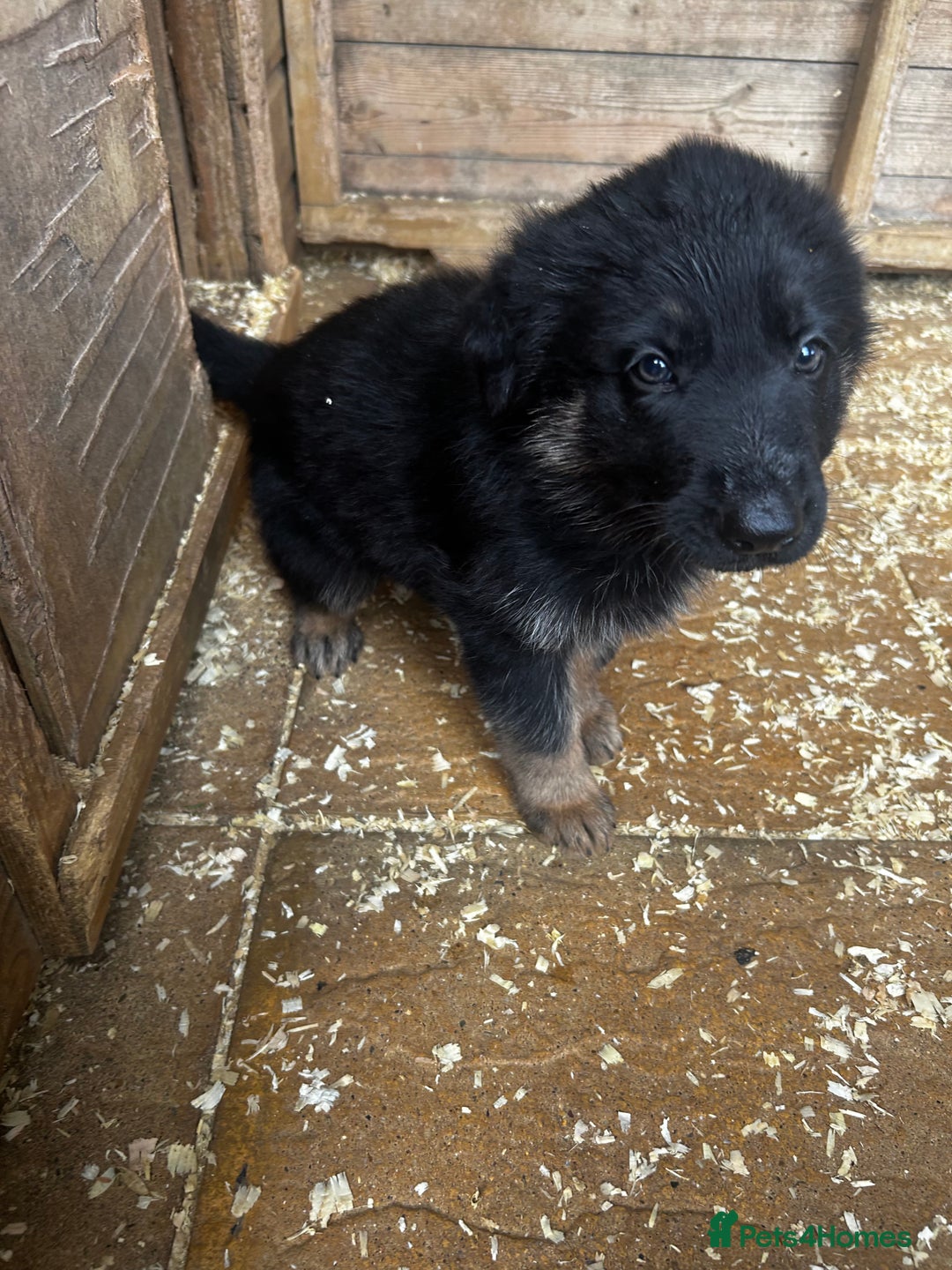 German Shepherd dogs for sale: German shepherd puppies  - Image 2