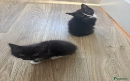 Domestic Shorthair cats for sale: Black and white kittens for sale  - Image 6
