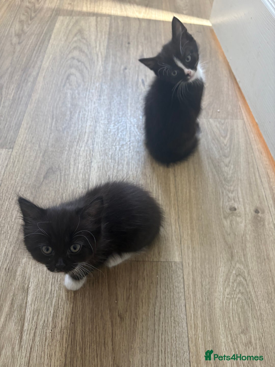 Domestic Shorthair cats for sale: Black and white kittens for sale  - Image 6