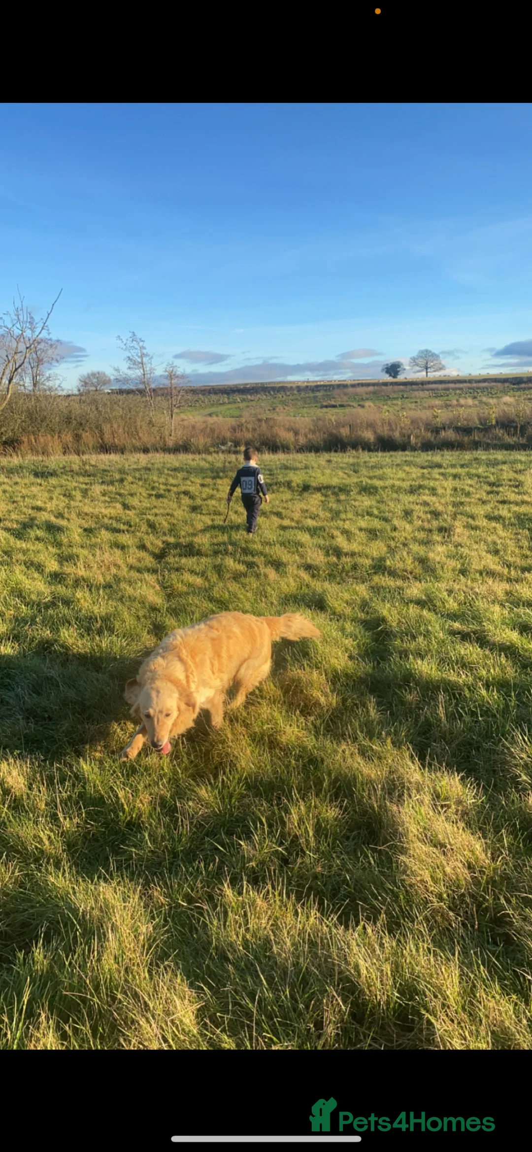 Golden Retriever dogs for sale: Beautiful golden retriever. Forever home wanted. - Advert 8