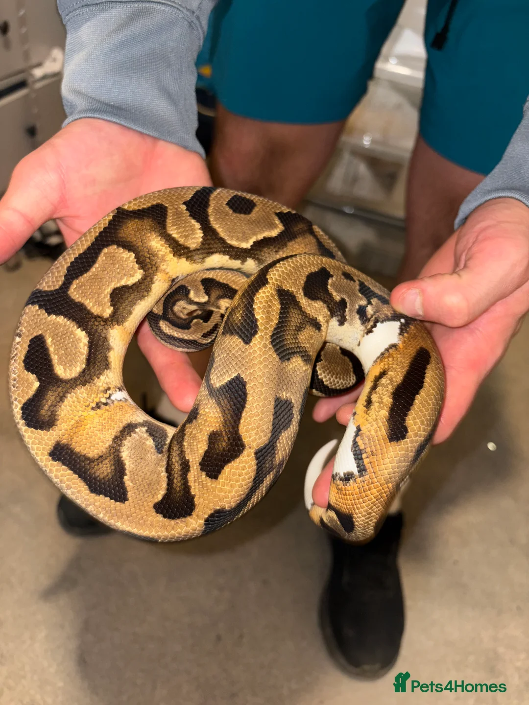 Python Snake reptiles for sale: BP mix - Advert 14