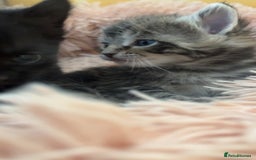 Mixed Breed cats for sale: 🐾 Adorable Kittens Looking for Loving Homes 🐾 - Image 7