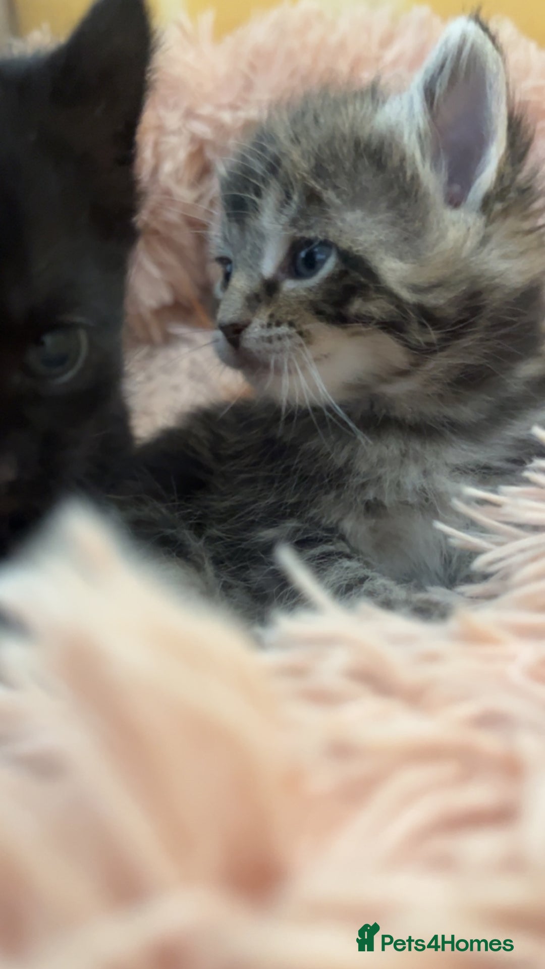 Mixed Breed cats for sale: 🐾 Adorable Kittens Looking for Loving Homes 🐾 - Image 7