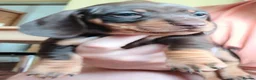 Miniature Dachshund dogs for sale: 3 stunning puppies looking for their forever homes - Advert 3