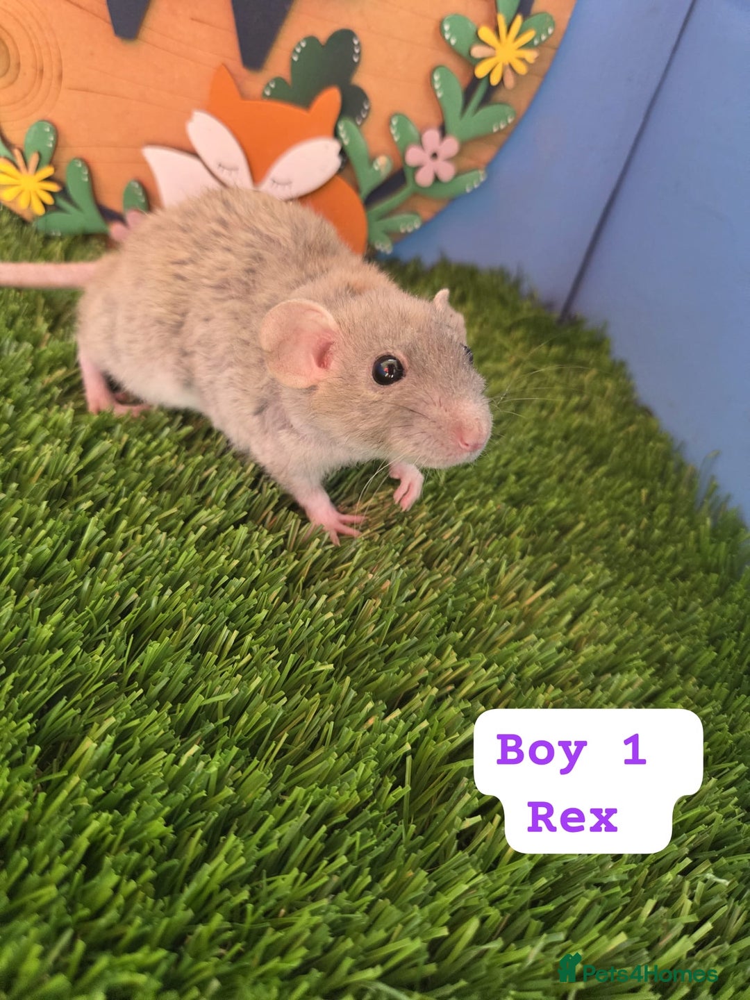 Rat rodents for sale: Hairless Dwarf Baby Rats Boys Males Trio  - Advert 2