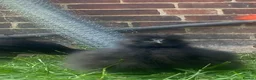 Chickens poultry for sale: Black silkie boys x2 - Advert 4