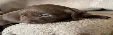 Labrador Retriever Puppy 7