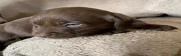 Labrador Retriever dogs for sale: Healthy KC registered Labrador puppy’s  - Advert 3