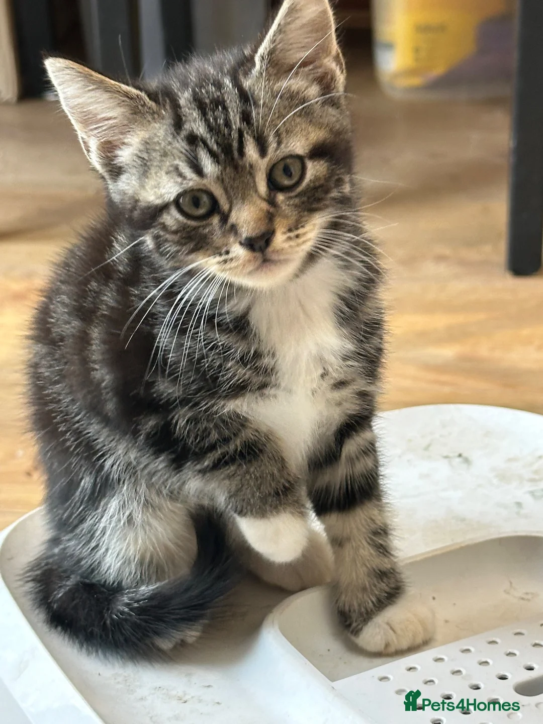 Domestic Shorthair cats for sale: cute Kittens Looking for Their Forever Homes 🐾 - Advert 2