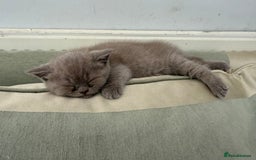 British Shorthair cats for sale: British shorthair kittens - Image 11