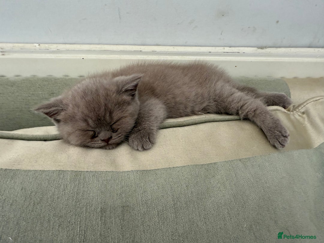 British Shorthair cats for sale: British shorthair kittens - Image 11
