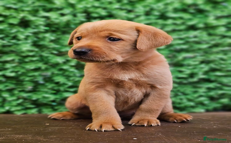 Labrador Retriever dogs - Advert 1