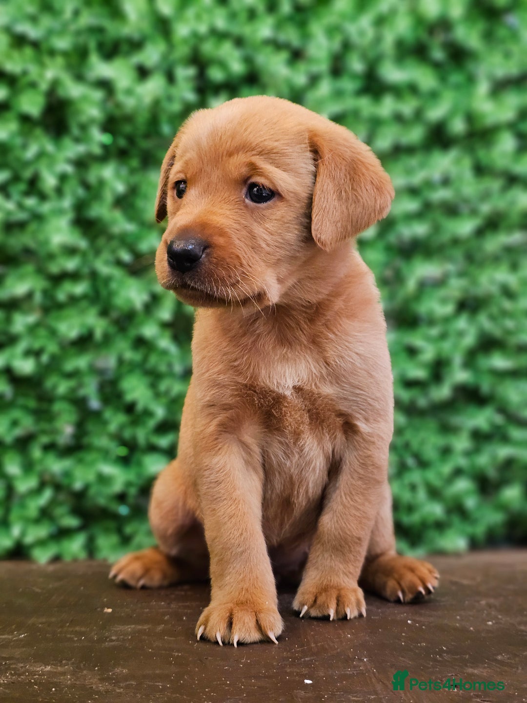 Labrador Retriever dogs for sale: 🐾Beautiful Labrador Pups–Ready for Loving Homes🐾 - Image 1