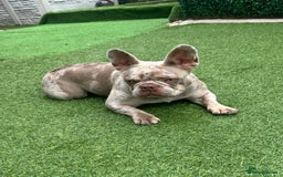 French Bulldog dogs for sale: French bulldgog 3 years old - Image 5