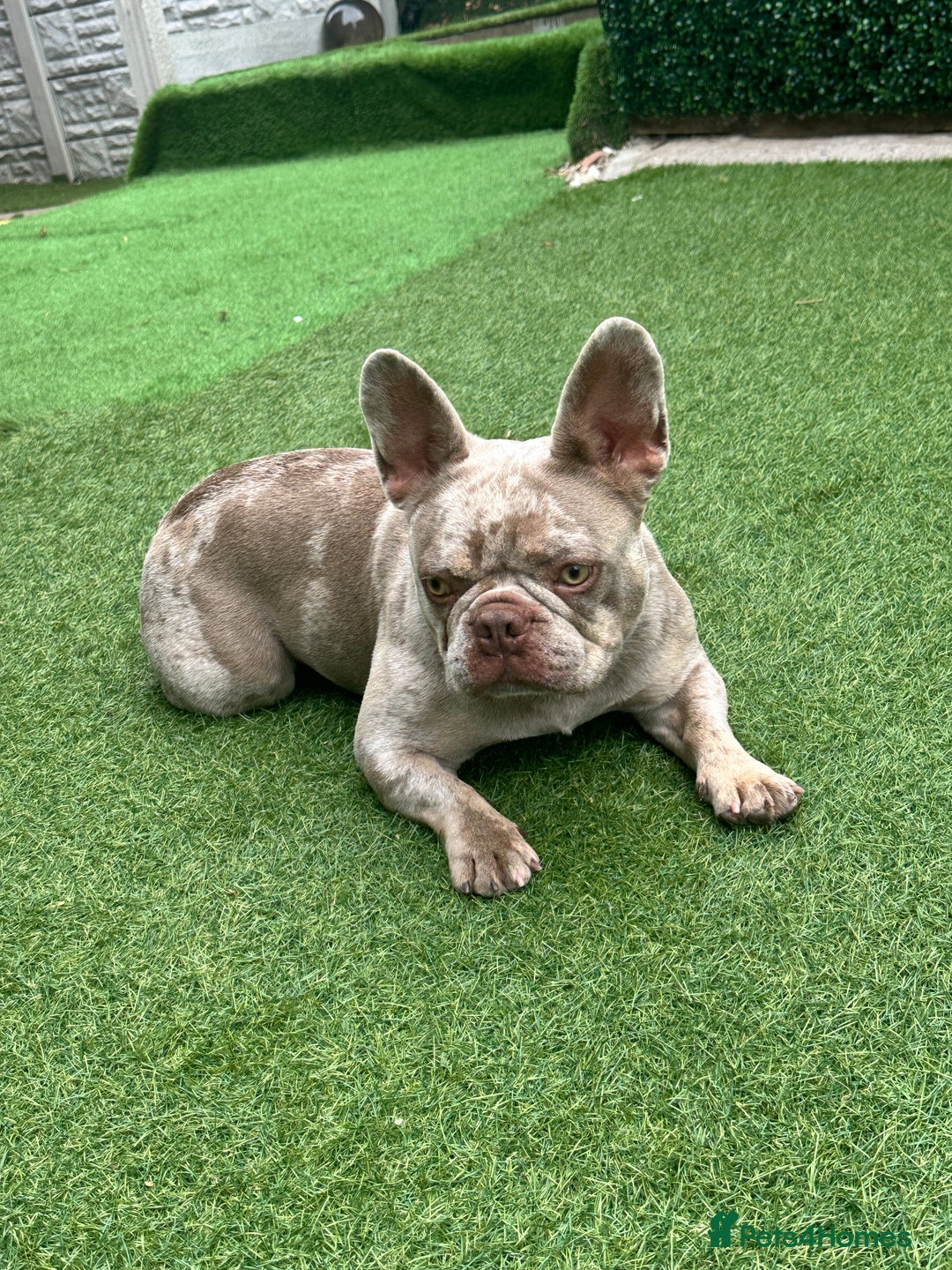 French Bulldog dogs for sale: French bulldgog 3 years old - Image 5