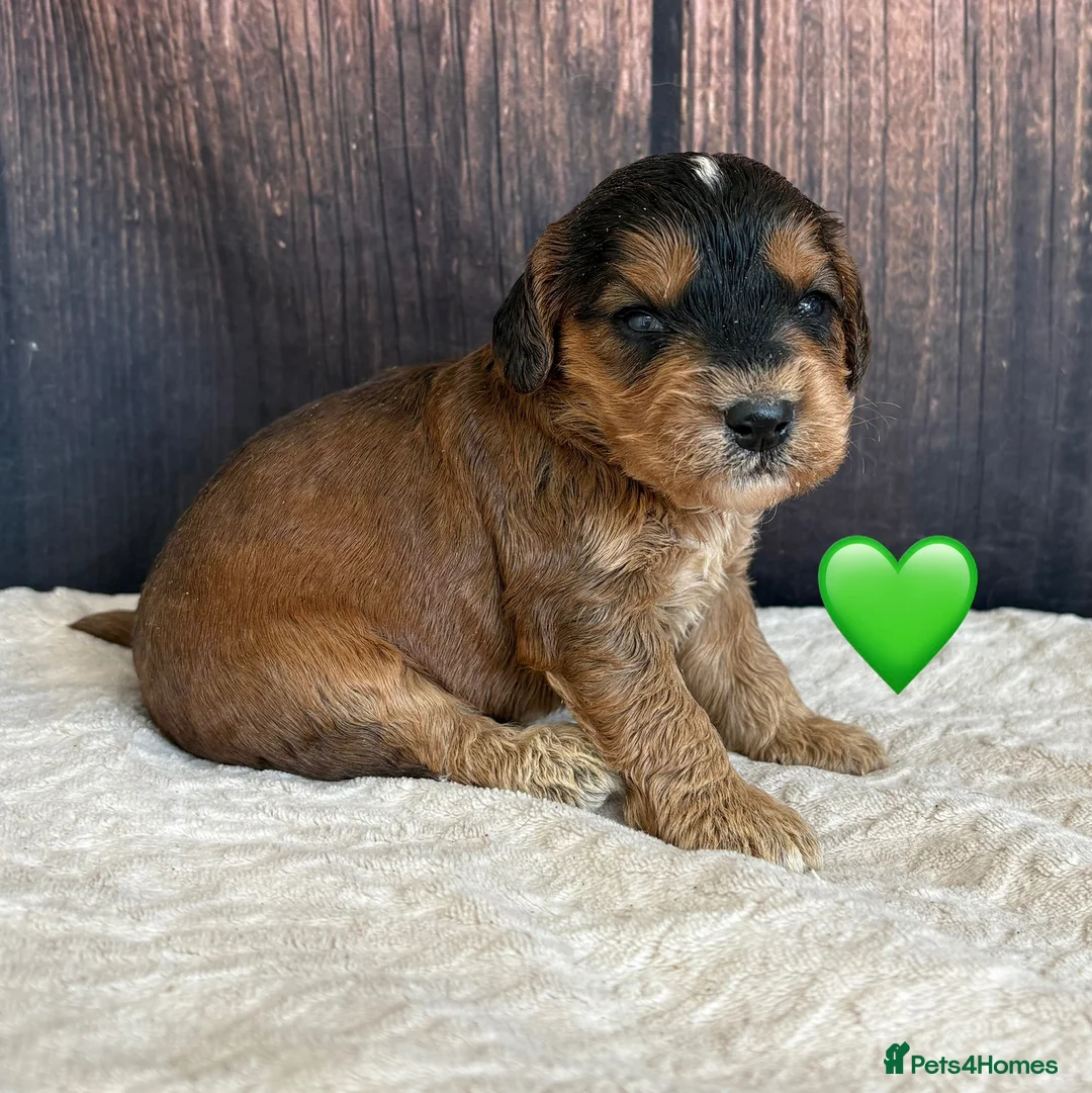 Cockapoo dogs for sale: Outstanding F1 Cockapoos🩵 🩷 Fully H/T Parents!🧬 - Advert 13