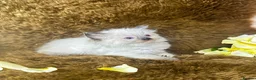 Ragdoll cats for sale: GCCF Sealpoint Lynx Mitted Ragdoll Kittens  - Advert 5