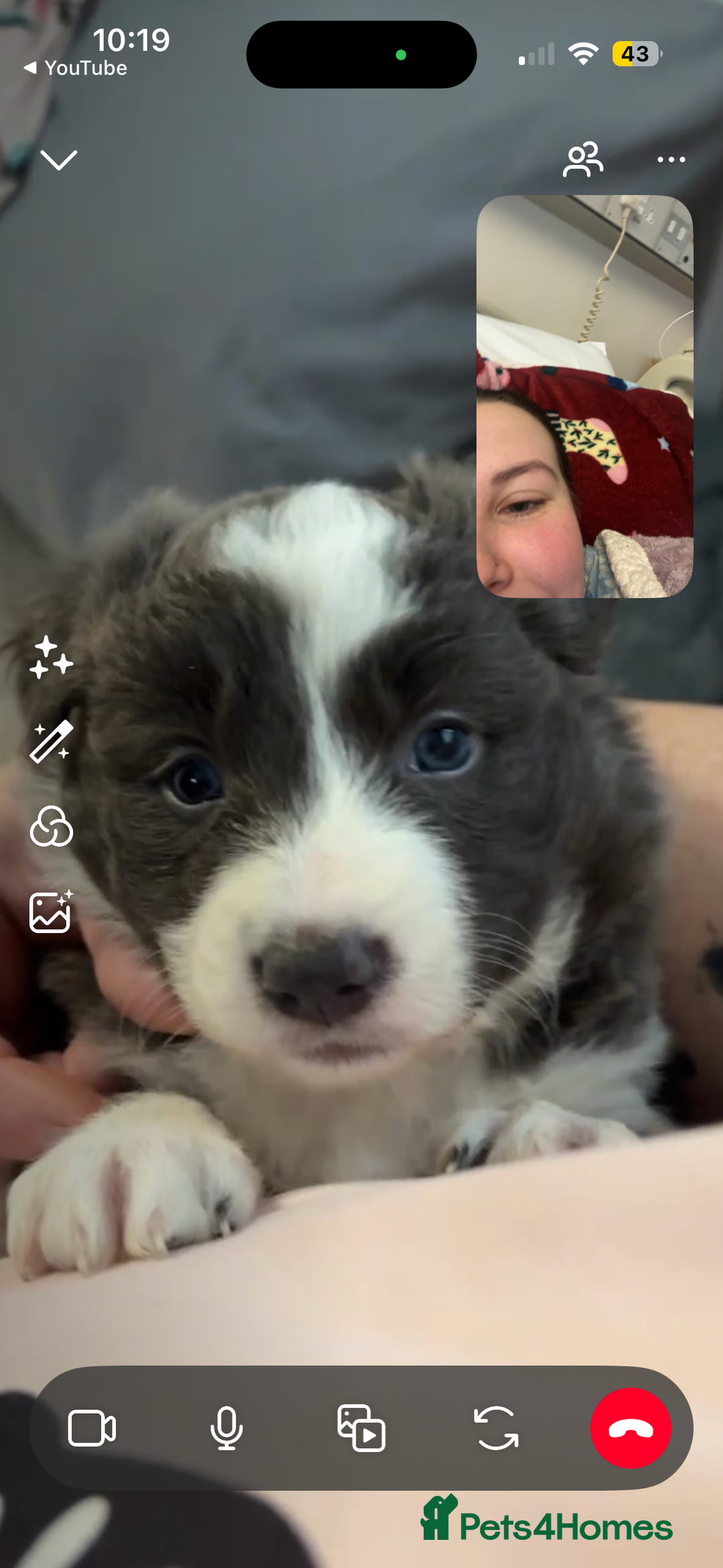 Border Collie dogs for sale: 4 border collie puppies - Advert 7