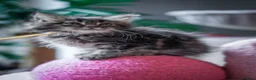 Maine Coon cats for sale:  Chunky full Maine coon kittens ready now   £795 - Advert 31