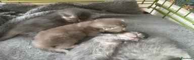 British Longhair 5
