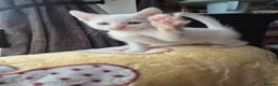 Mixed Breed cats for sale: White Kittens Ready to leave - Advert 9
