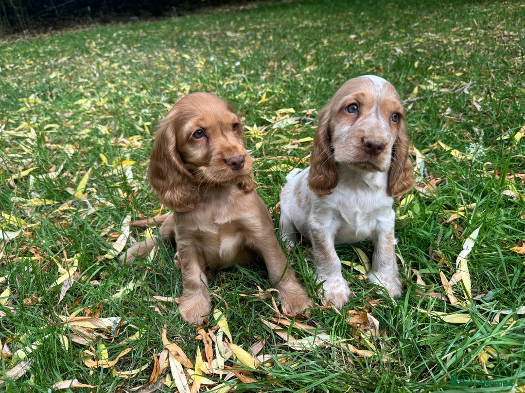 Cocker Spaniel dogs for sale: TRUE SHOWTYPE COCKERSSPANIELS HEALTHTESTED PARENTS - Image 6