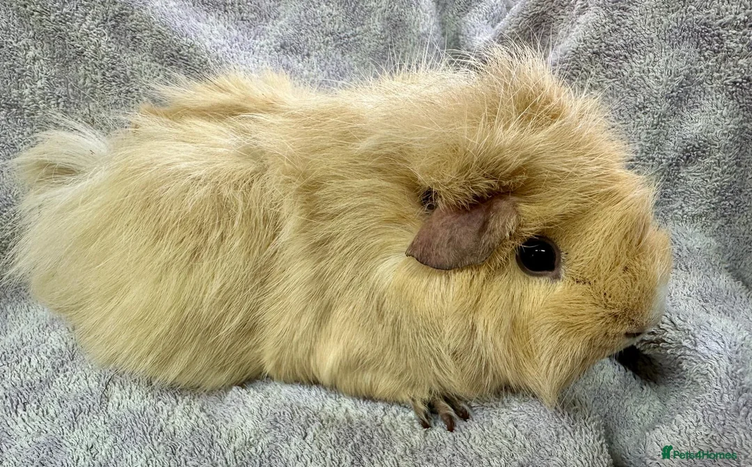 Guinea Pig rodents for sale: Various Lovely Guinea Pigs Available - Advert 1