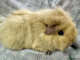 Guinea Pig rodents Various Lovely Guinea Pigs Available - Advert 10