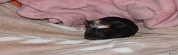 Guinea Pig rodents for sale: 2 crested guinea pigs available 1 male 1 female  - Advert 11