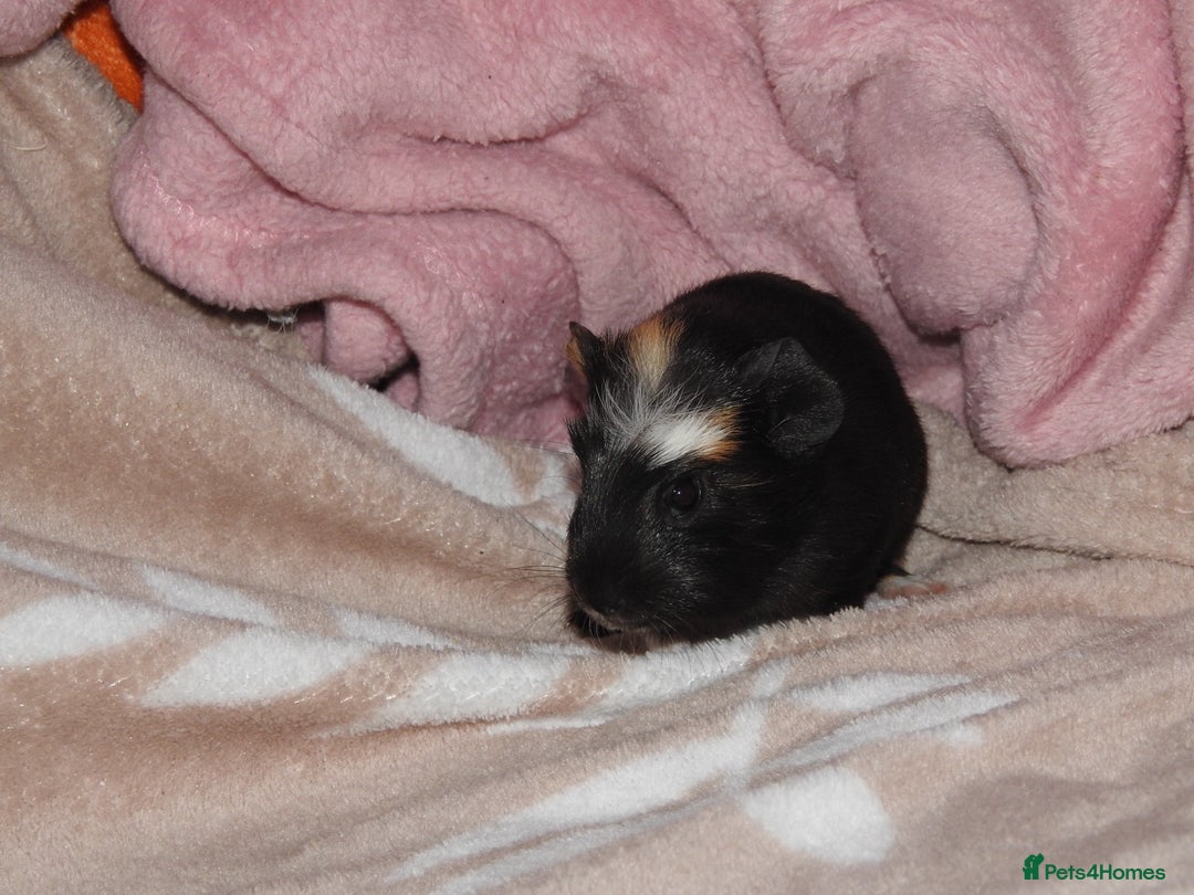 Guinea Pig rodents for sale: 2 crested guinea pigs available 1 male 1 female  - Advert 11