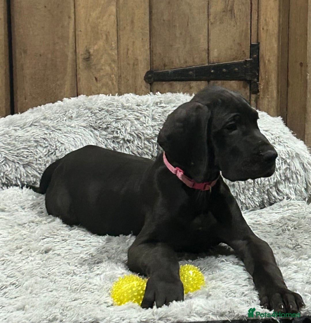 Great Dane dogs for sale: Stunning Great Dane Puppies, 4th generation  - Advert 2