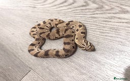 Snake reptiles for sale: Male western hognose looking for new home - Image 1