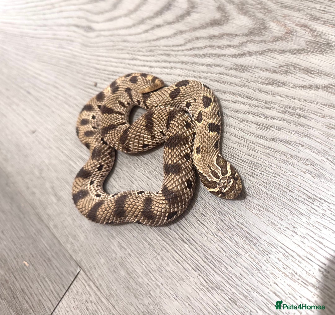 Snake reptiles for sale: Male western hognose looking for new home - Image 1