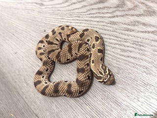 Snake reptiles - Advert 13
